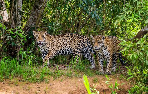 jaguar live 9pm|Jaguars.com LIVE.